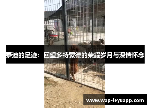 泰迪的足迹:回望多特蒙德的荣耀岁月与深情怀念 泰迪的足迹:回望多特蒙德的荣耀岁月与深情怀念